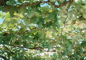 【2024年最新版】広島で絶対に外さない焼肉店ランキングと選び方の完全ガイド