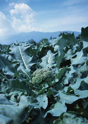 オリジナルのお皿が作れる便利なサービス